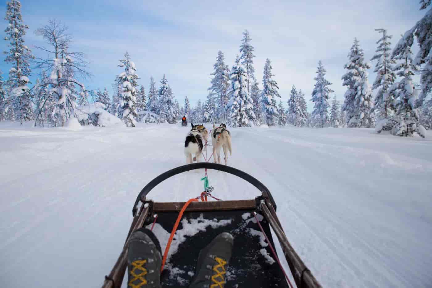 Dog sledding over snow trail through snowy pine forest in the Alps.