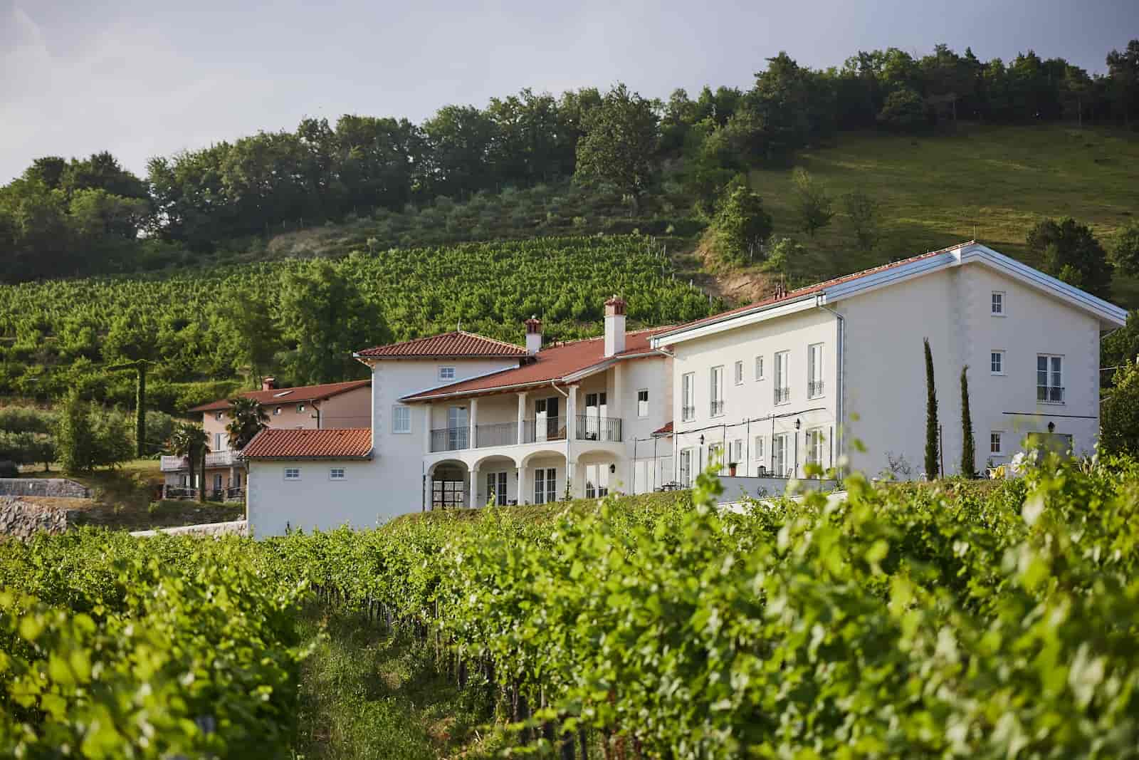 White vineyard estate buildings nestled among lush green grapevines on a hillside.