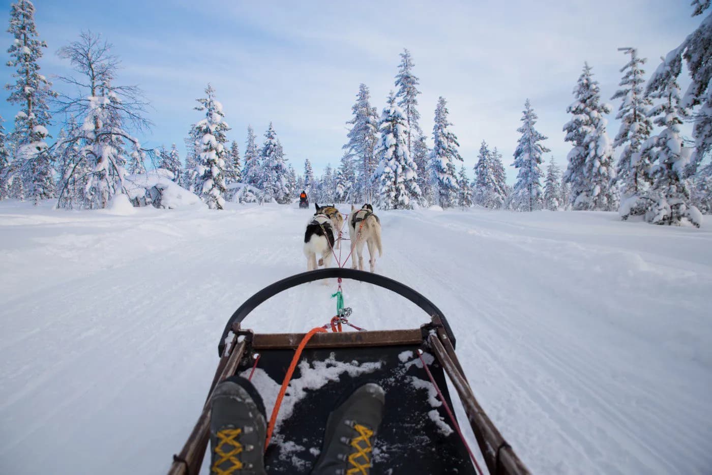 Dog sledding over snow trail through snowy pine forest in the Alps.
