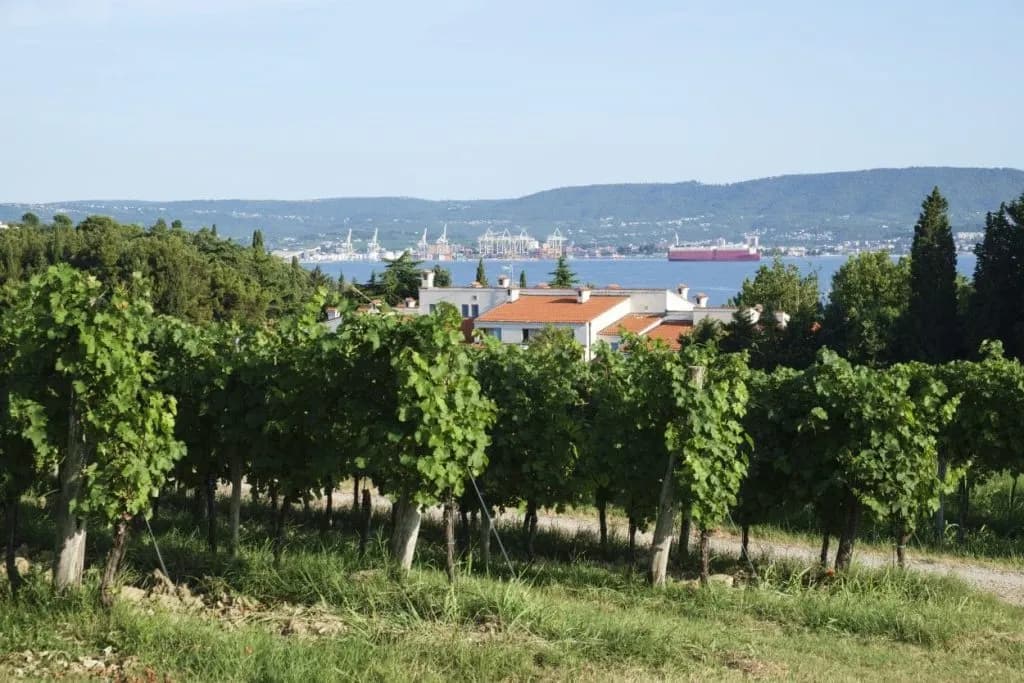 Vineyard rows overlooking the sea with a distant port and ship in the Slovenian Coast area.