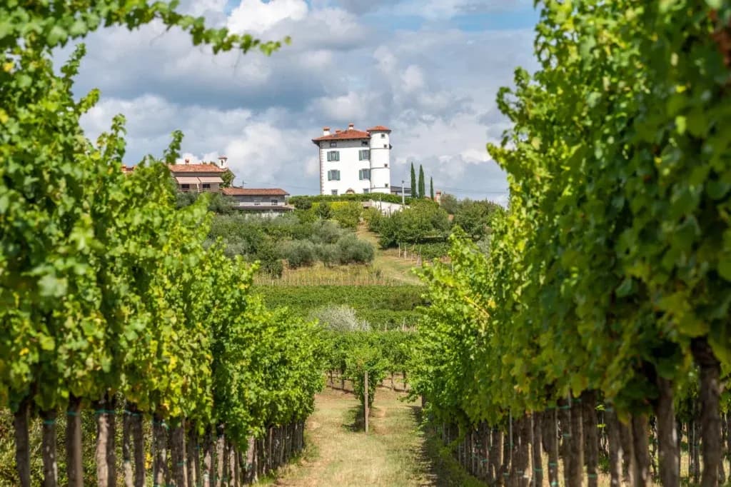 Cycling path through lush green vineyard rows toward a white villa on a hill.