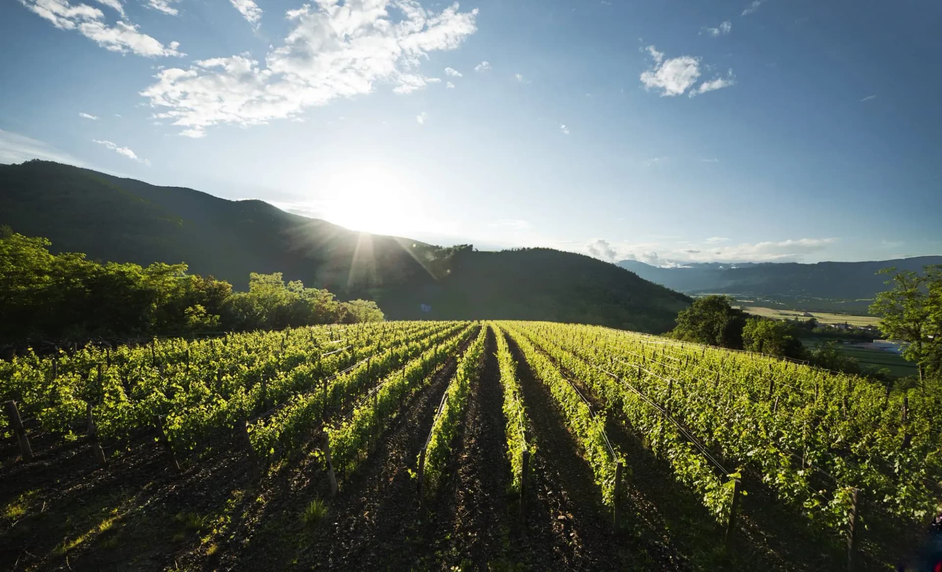 Vineyard rows on hillside at sunset with mountains and blue sky, Vipava.
