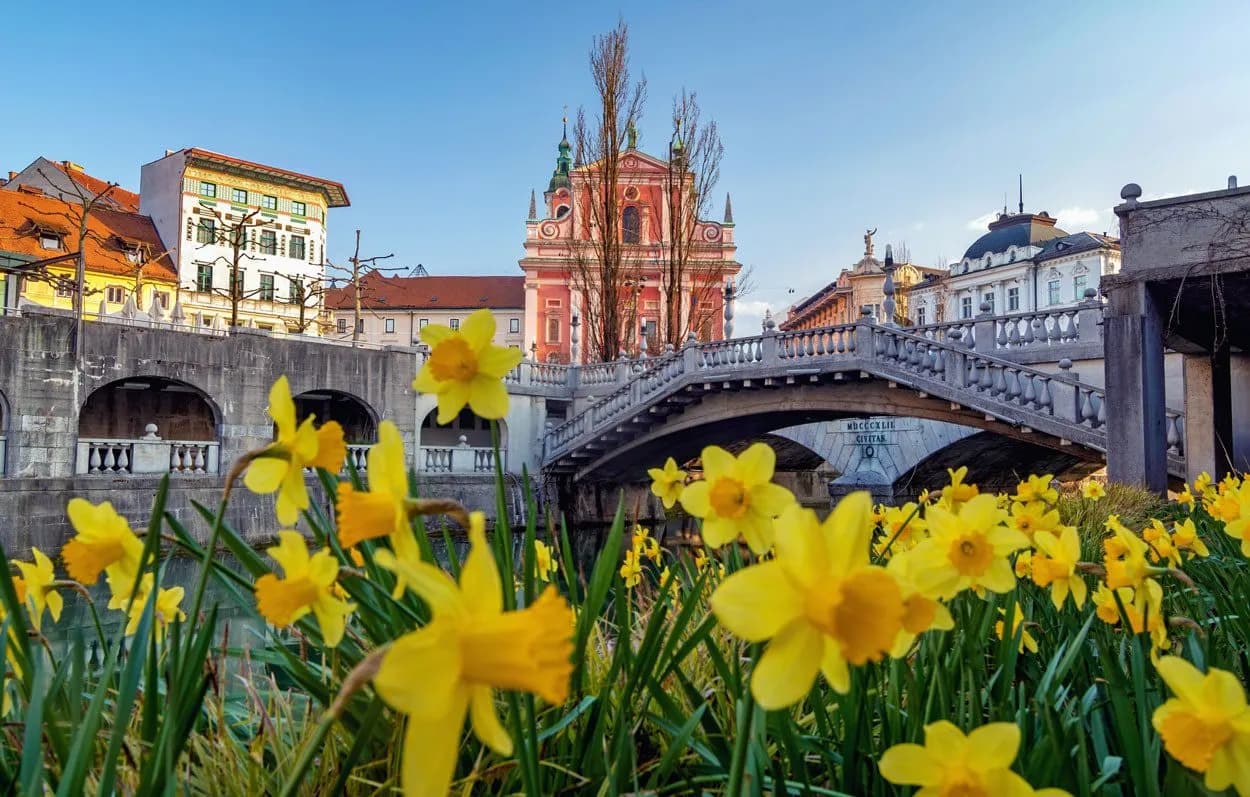 Spring daffodils frame the Triple Bridge and pink Franciscan Church in Ljubljana.