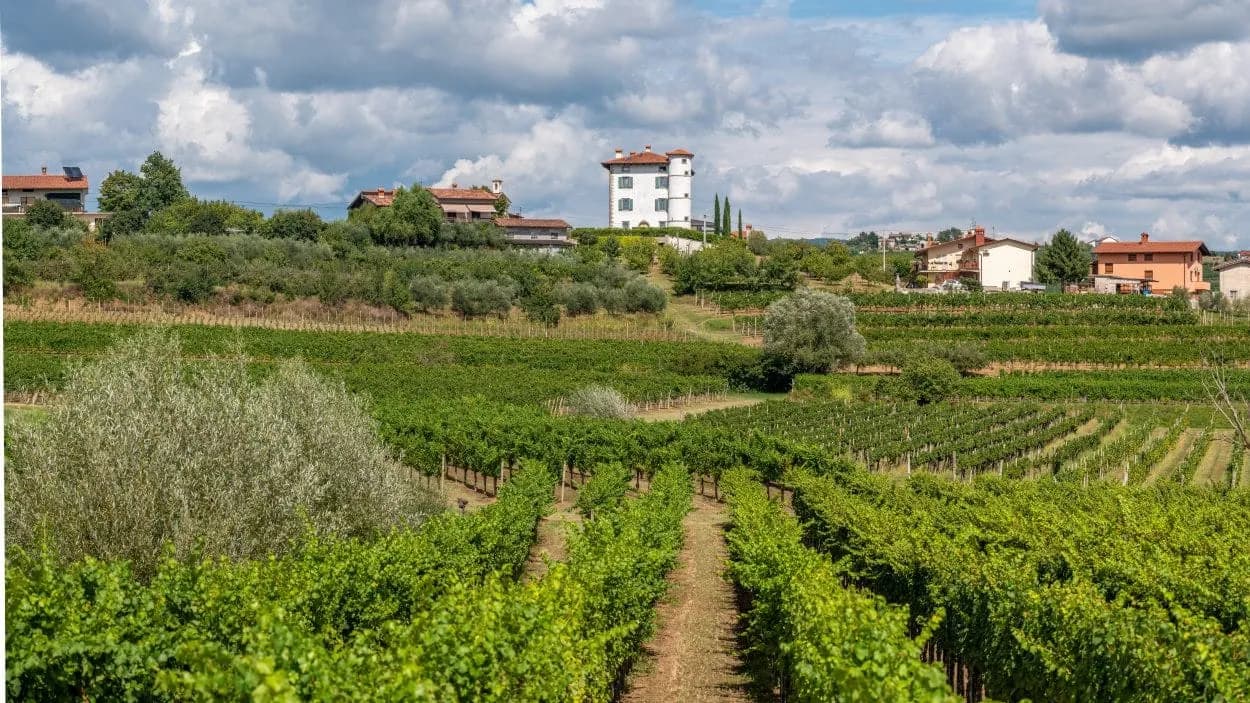 Vineyards in Goriska Brda with a white tower house on a hill under a cloudy sky.
