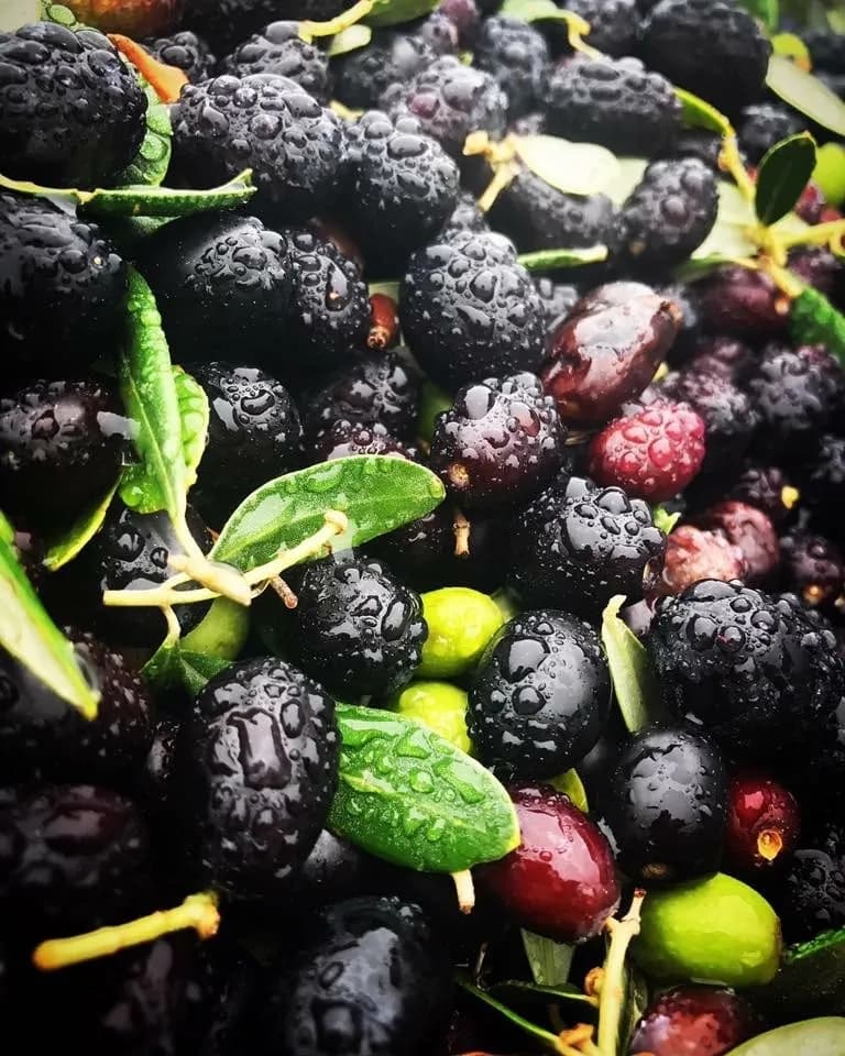 Wet black mulberries and green olives mixed with small green leaves and stems.