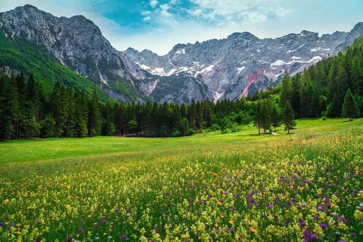 Wildflower meadow in Logar Valley with pine forest and rocky mountains in spring.