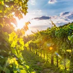 Solig vingård i Vipava
