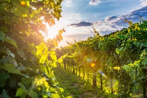 Njut av Sloveniens vinregion